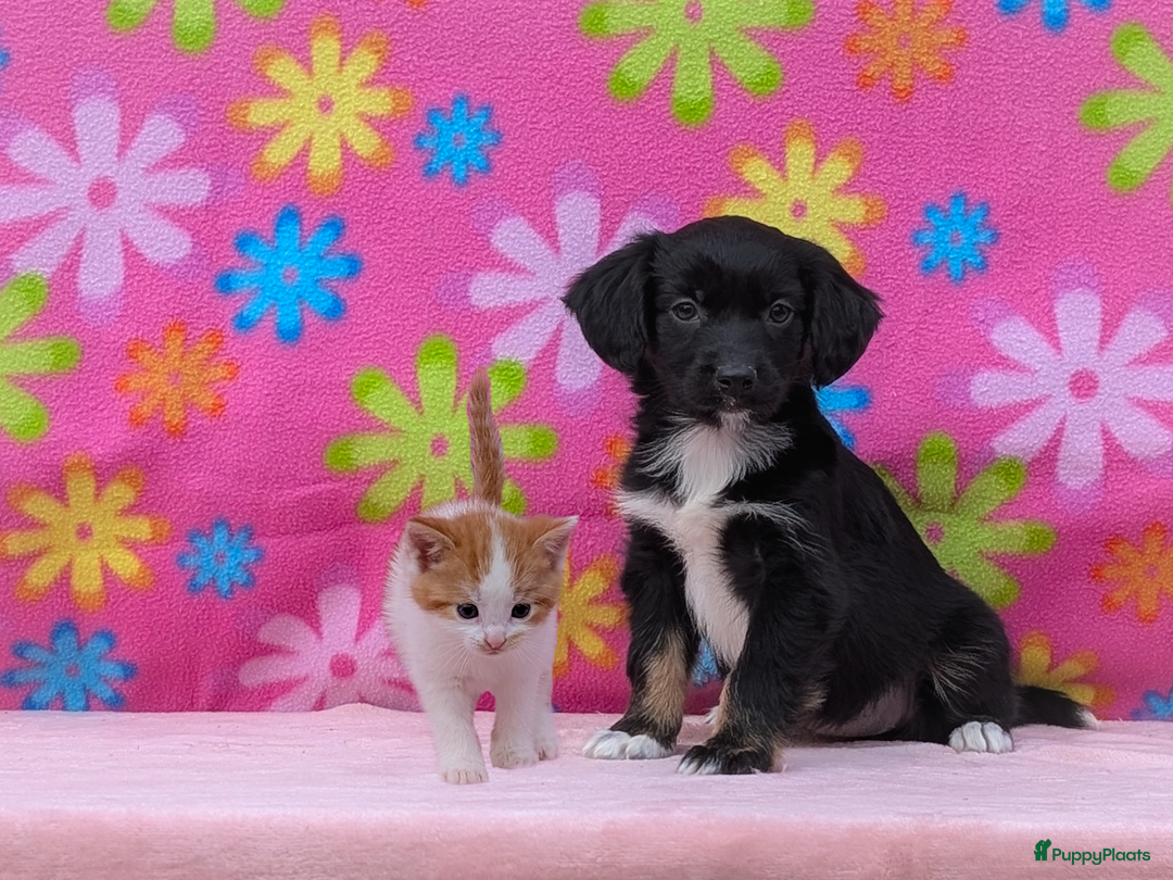 Friese Stabij honden te koop: Prachtige friese stabij x border collie pups  - Advertentie 6