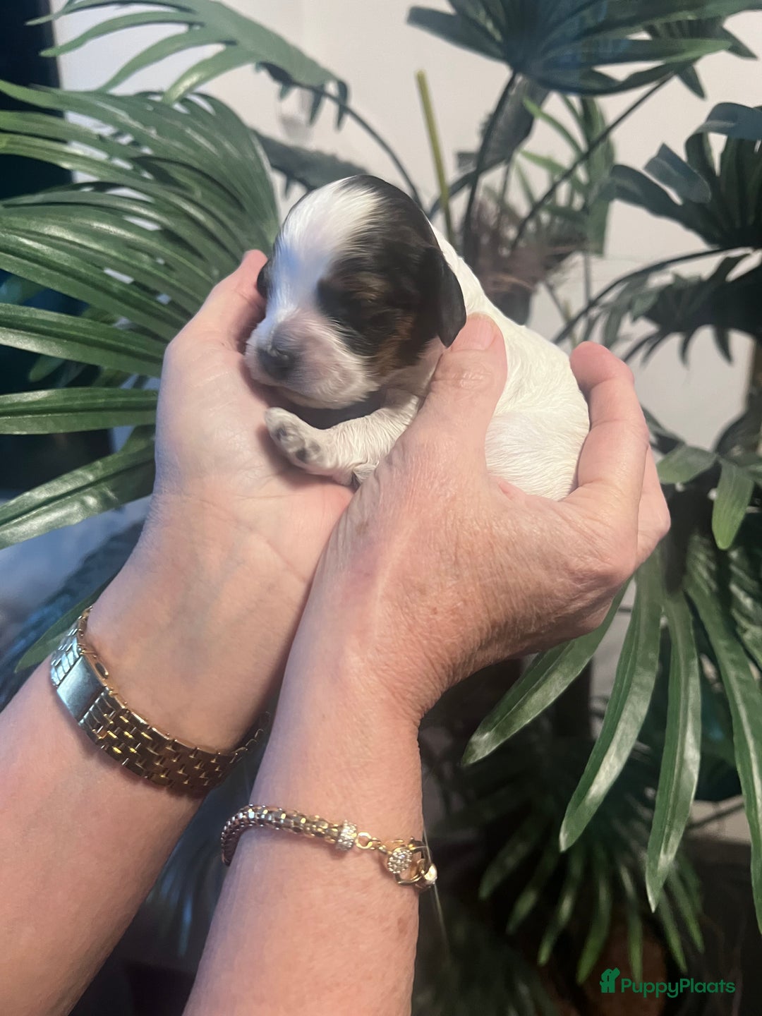 Cockapoo honden te koop: Cockapoo pups geboren  - Advertentie 23