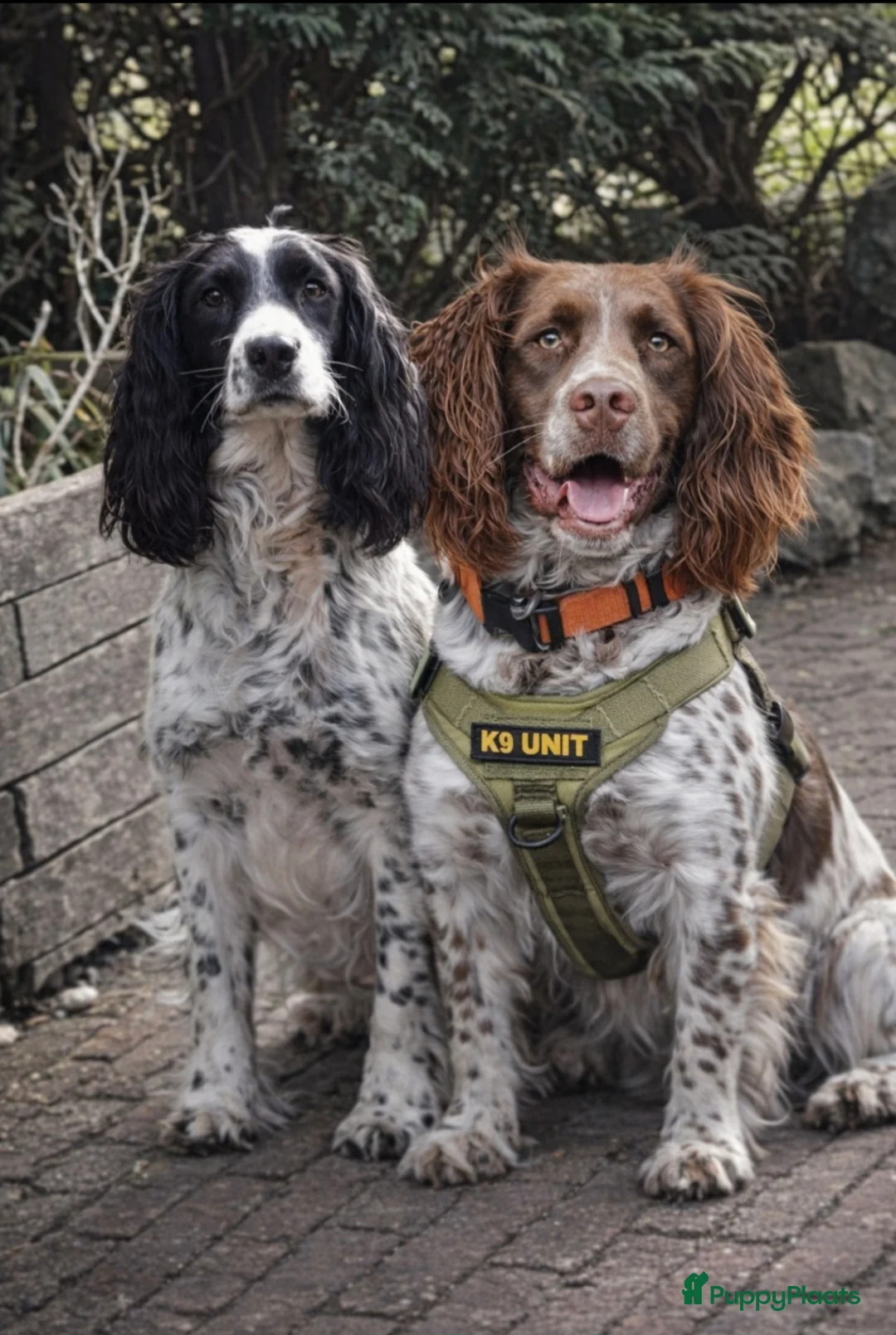 Engelse Springer Spaniel honden te koop: Engelse Springer Spaniel pups met stamboom in Enspijk - Advertentie 1