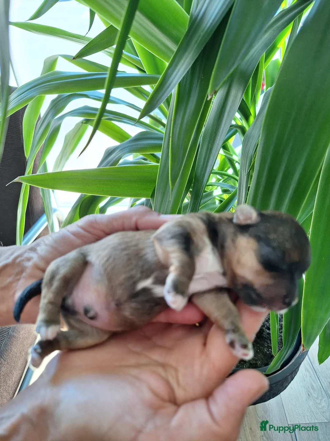 Yorkshire Terriër honden te koop: prachtige Yorkshire Terriër pups - Advertentie 11