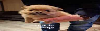 Pomeriaan Puppy 2