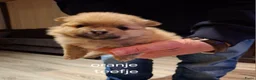 Pomeriaan honden te koop: Mooie pomeriaan  - Advertentie 7