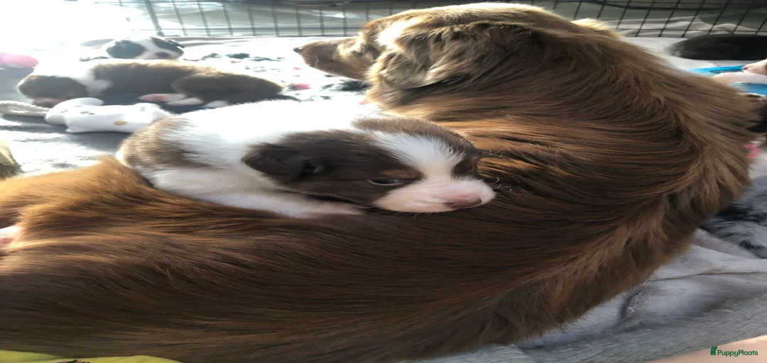 Galerij afbeelding {{count}}