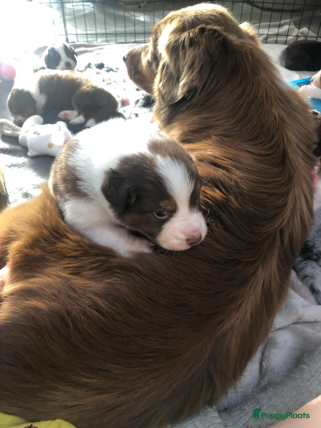 Galerij afbeelding {{count}}