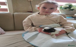 Boomer honden te koop: Boomer kruising shih-tzu  in Moerdijk - Afbeelding 3