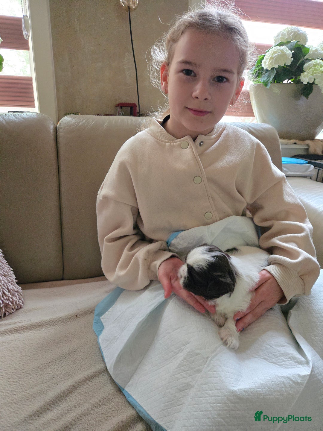 Boomer honden te koop: Boomer kruising shih-tzu  in Moerdijk - Afbeelding 3