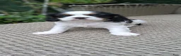 Cavalier King Charles Spaniel honden te koop: Zeer lief cavalier king charel - Advertentie 2