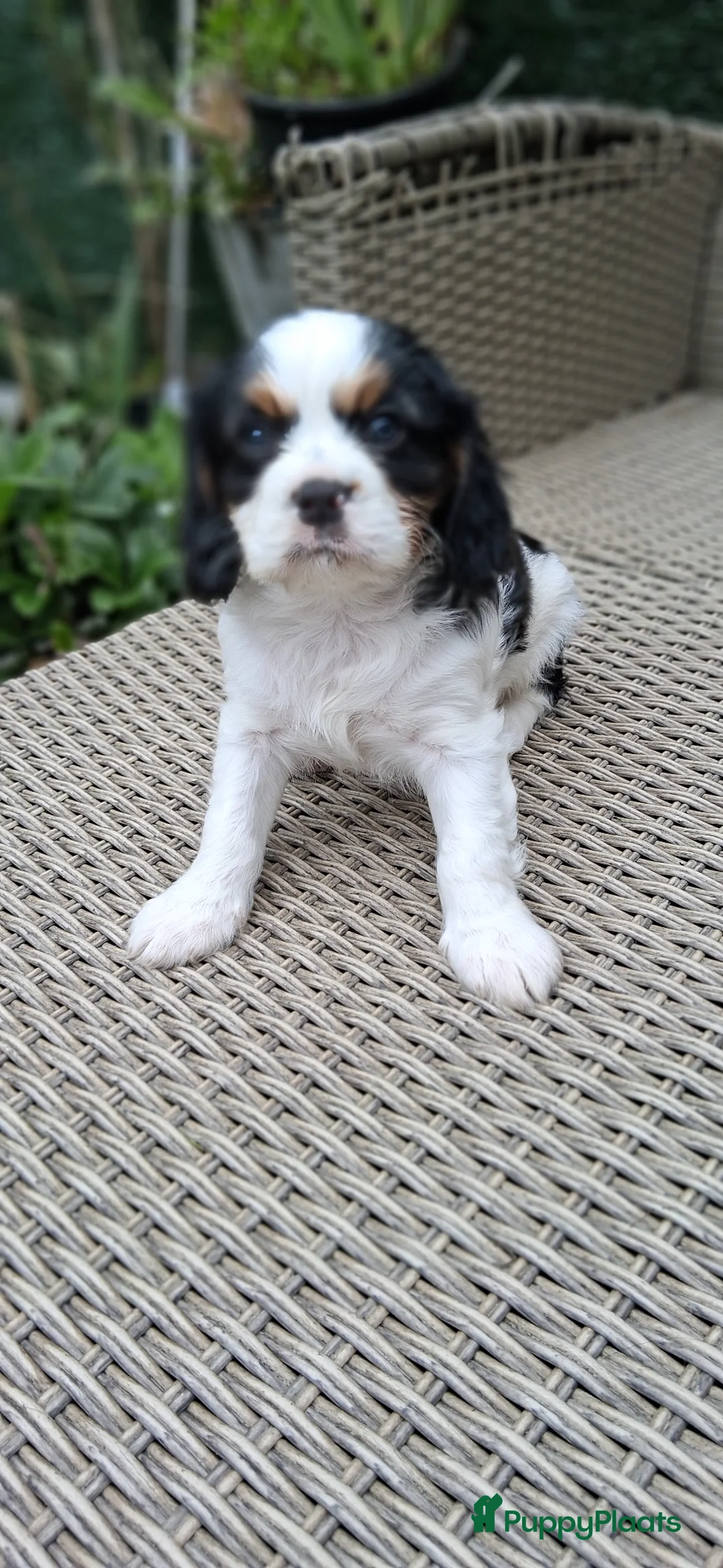 Cavalier King Charles Spaniel honden te koop: Zeer lief cavalier king charel - Advertentie 2