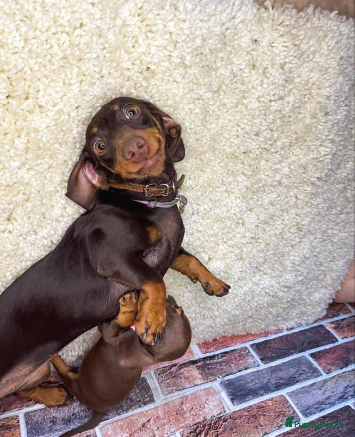 Teckel (korthaar)  honden Teckel puppy’s - Advertentie 4