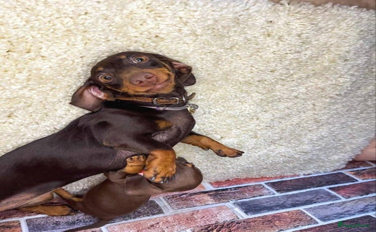 Teckel (korthaar)  honden Teckel puppy’s - Advertentie 10