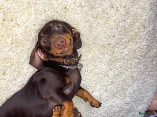 Teckel (korthaar) honden Teckel puppy’s - Advertentie 3