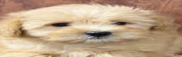 Kruising honden te koop: kruising dwergkees - Advertentie 4
