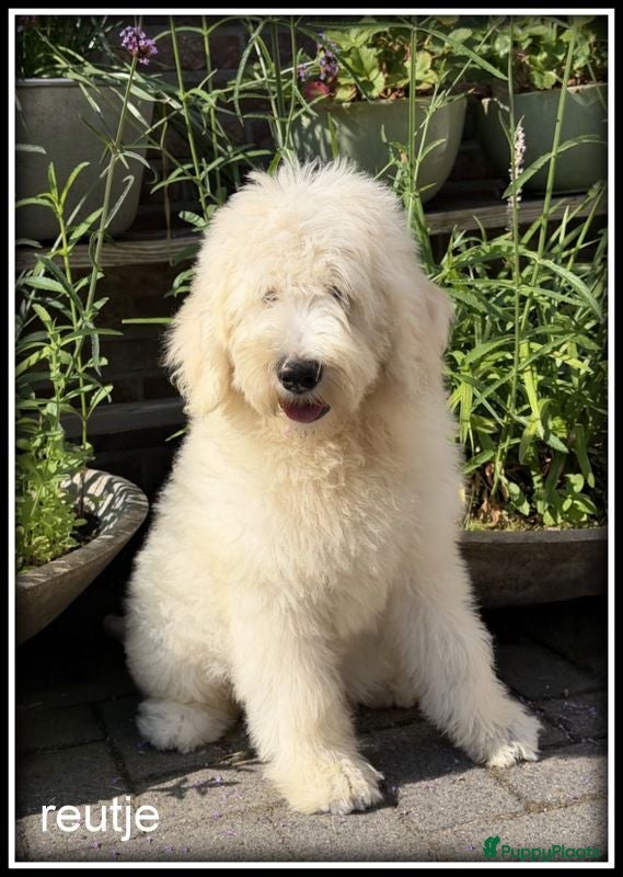 Labradoodle honden Labradoodle pups  in prijs verlaagd ivm vak - Advertentie 2