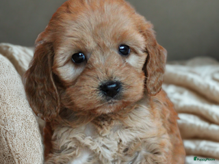 Cockapoo honden Cockapoo pups - Advertentie 5