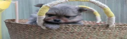 Pomeriaan honden te koop: Mooie pomeranian/ dwergkees pups met fci stamboom - Advertentie 13
