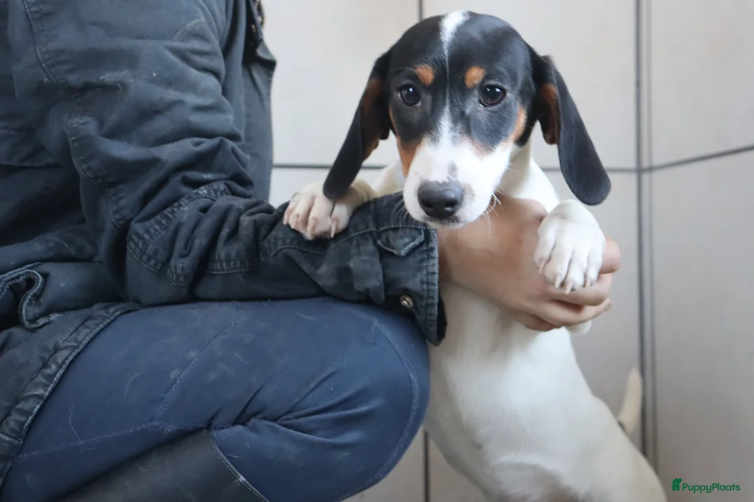 Jack Russel Terriër honden te koop: Zeer lieve en mooie jack russels te koop - Advertentie 19