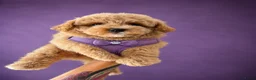 Maltipoo honden te koop: Prachtige maltipoo pups  - Advertentie 7