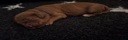 Australian Labradoodle honden te koop: Labradoodle pups verwachtte grootte 44 cm in Rijssen - Advertentie 14