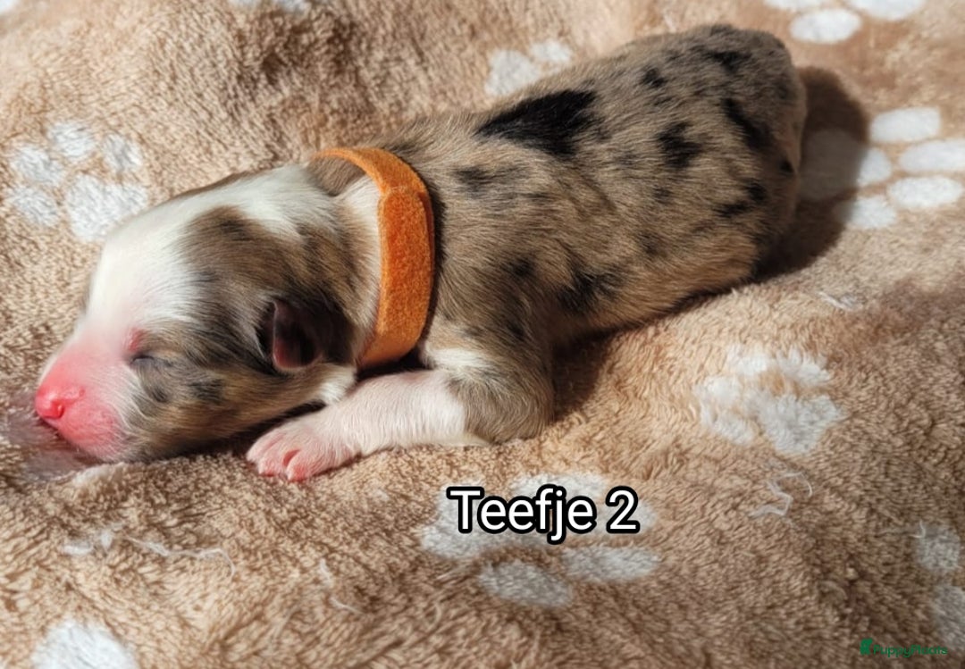 Australian Shepherd honden te koop: Australian Shepherd puppies geboren!  - Afbeelding 11