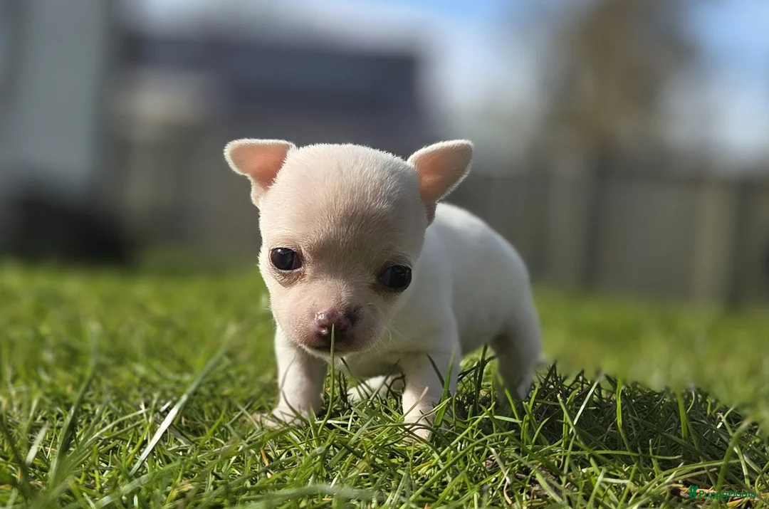 Chihuahua honden te koop: 🏡3 prachtige Chihuahua pups  - Advertentie 1