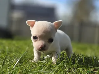 Chihuahua honden 🏡3 prachtige Chihuahua pups - Advertentie 1