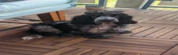 Engelse Cocker Spaniel honden te koop: 6mnd oude lieve sjaak zoekt nieuw huis in Amsterdam - Advertentie 2
