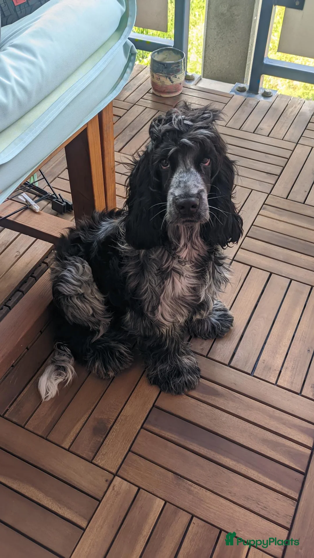 Engelse Cocker Spaniel honden te koop: 6mnd oude lieve sjaak zoekt nieuw huis in Amsterdam - Advertentie 2