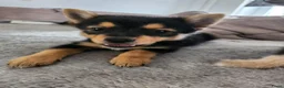 Kruising honden te koop: Puppies in Westdorpe - Advertentie 5