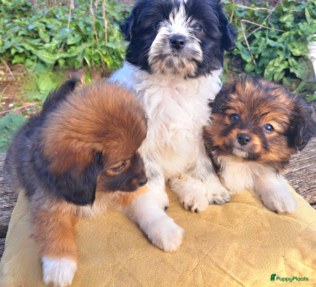 Kruising honden te koop: De mooiste Toy PapilLa - Advertentie 2