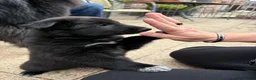 Groenendaeler honden te koop: Nog enkele teefjes beschikbaar in Hulst - Advertentie 10