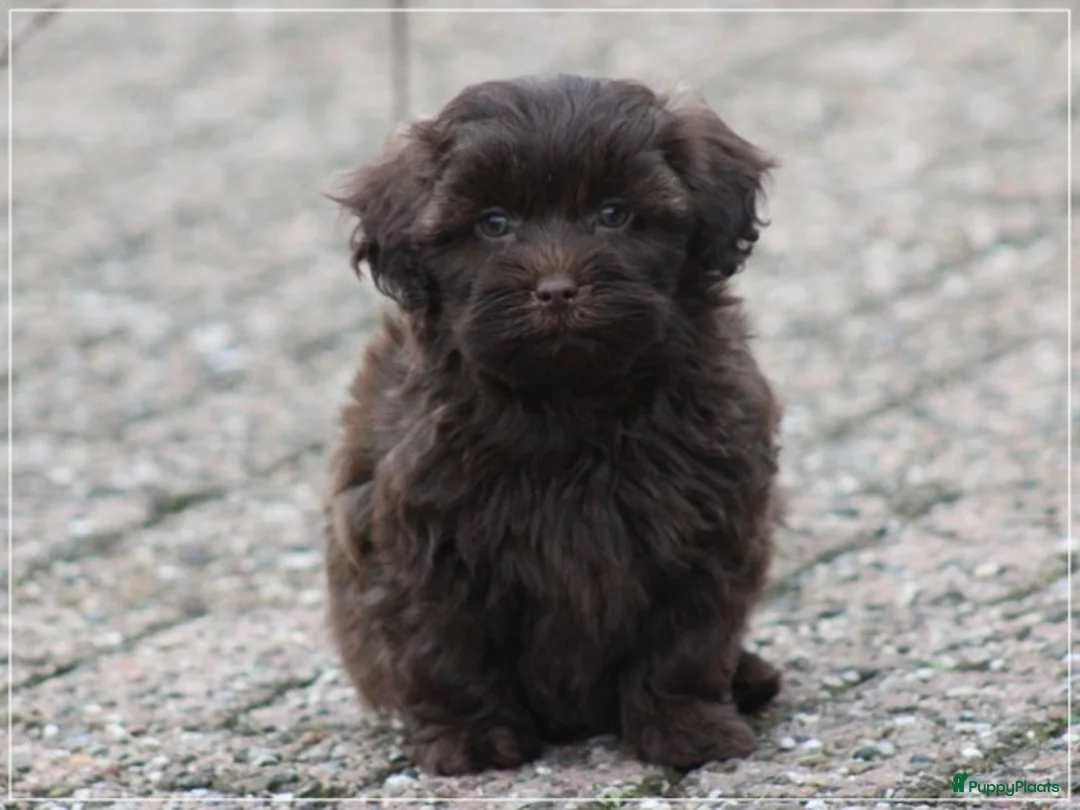 Kruising honden te koop: Knappe Mini doodle pups. - Advertentie 21