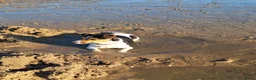 Jack Russel Terriër honden te koop: Jack Russel puppys in Callantsoog - Advertentie 2