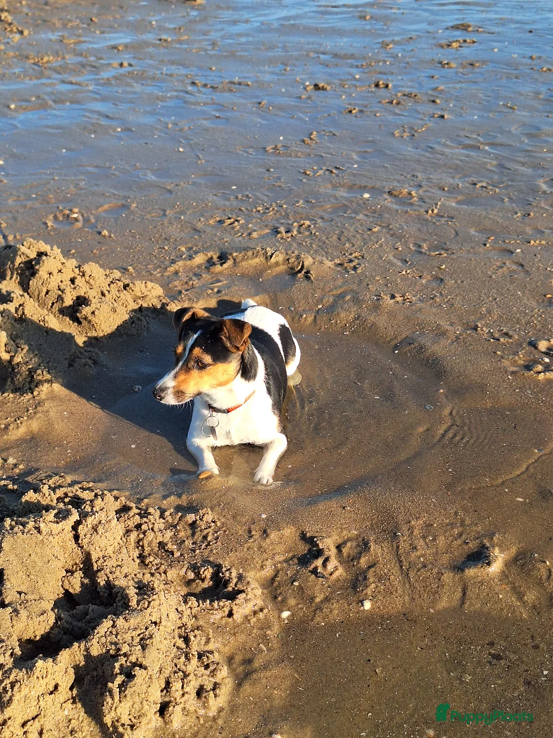 Jack Russel Terriër honden te koop: Jack Russel puppys in Callantsoog - Advertentie 2