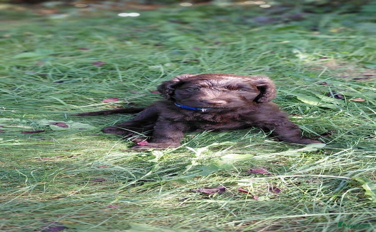 Australian Labradoodle honden - Advertentie 1