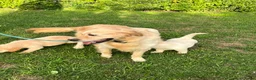 Golden Retriever honden te koop: Prachtige golden retriever pups (geteste ouders) - Advertentie 7