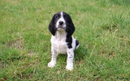 Engelse Springer Spaniel honden te koop: Lieve Engelse springer spaniel puppy's in Gameren - Afbeelding 11