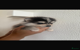 Pomsky honden te koop: 4 prachtige pomsky’s in Breda - Afbeelding 2