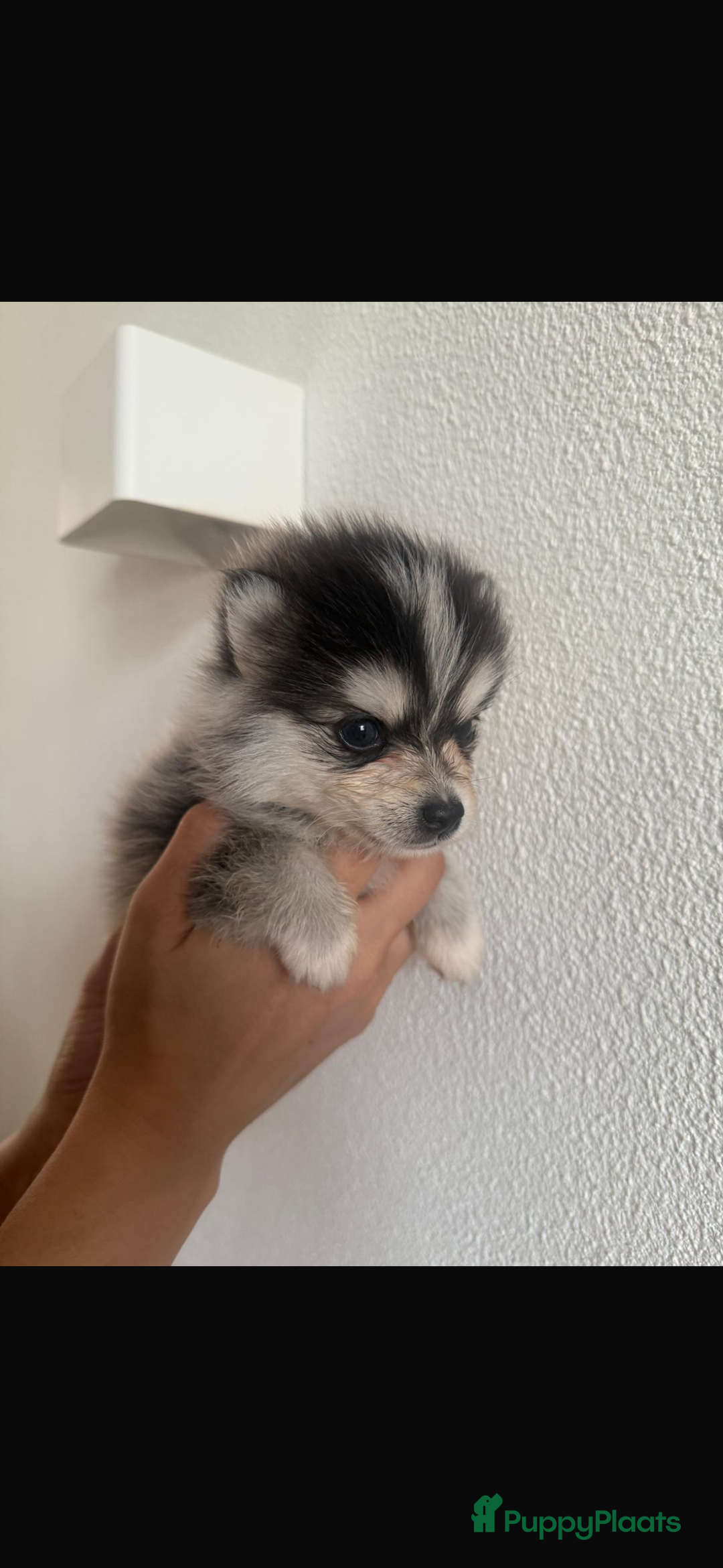 Pomsky honden te koop: 4 prachtige pomsky’s in Breda - Afbeelding 2