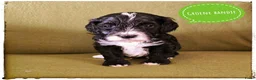 Labradoodle honden te koop: Mini labradoodle pups - Advertentie 8