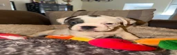 Franse Bulldog honden te koop: Franse Bulldog puppy’s 🩵🩷 - Advertentie 1