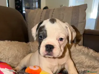 Franse Bulldog honden Franse Bulldog puppy’s 🩵🩷 - Advertentie 2