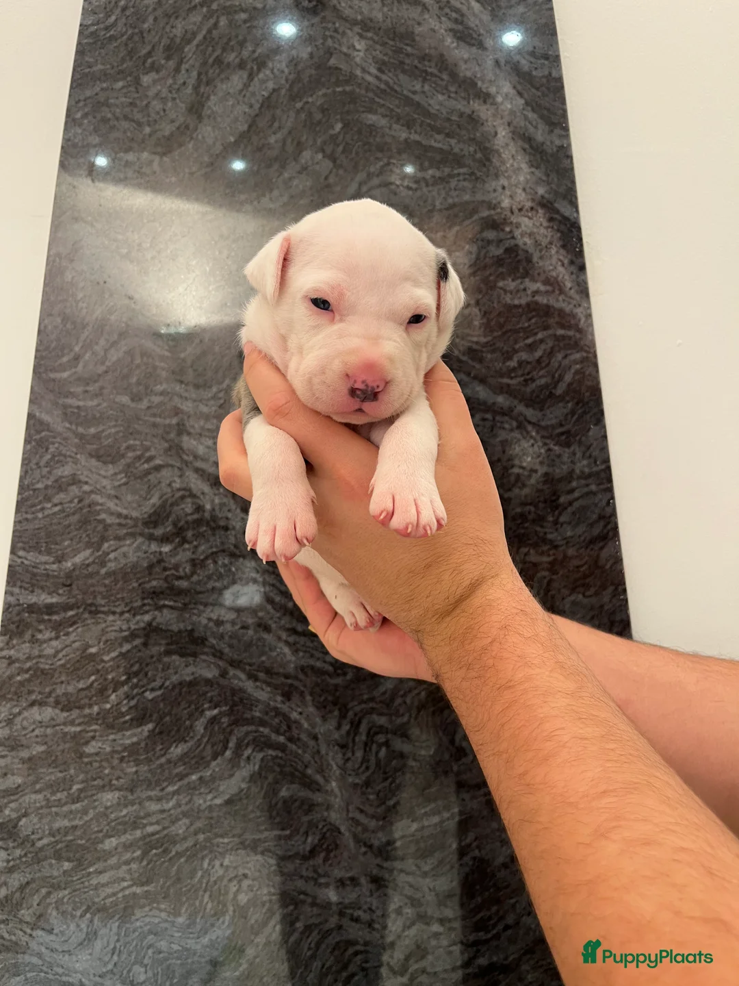 American Staffordshire Terriër honden te koop: Amerikaanse Stafford Pups - Advertentie 9