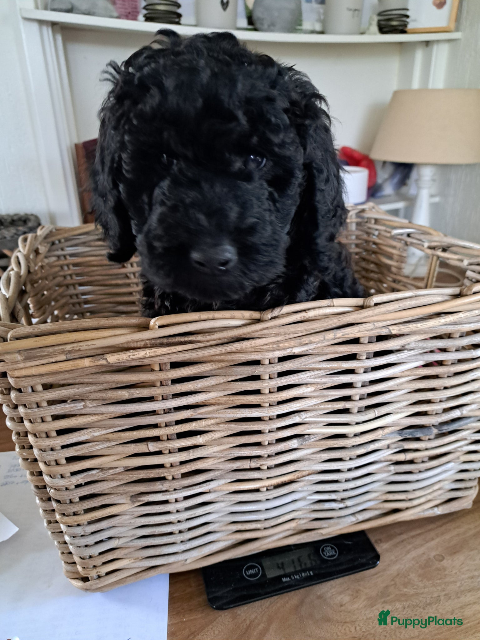 Labradoodle honden Nog  2 labradoodle pups beschikbaar - Advertentie 2