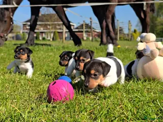 Jack Russel Terriër honden 🥰 5 Prachtige Jack Russel pups! 🐶 - Advertentie 1
