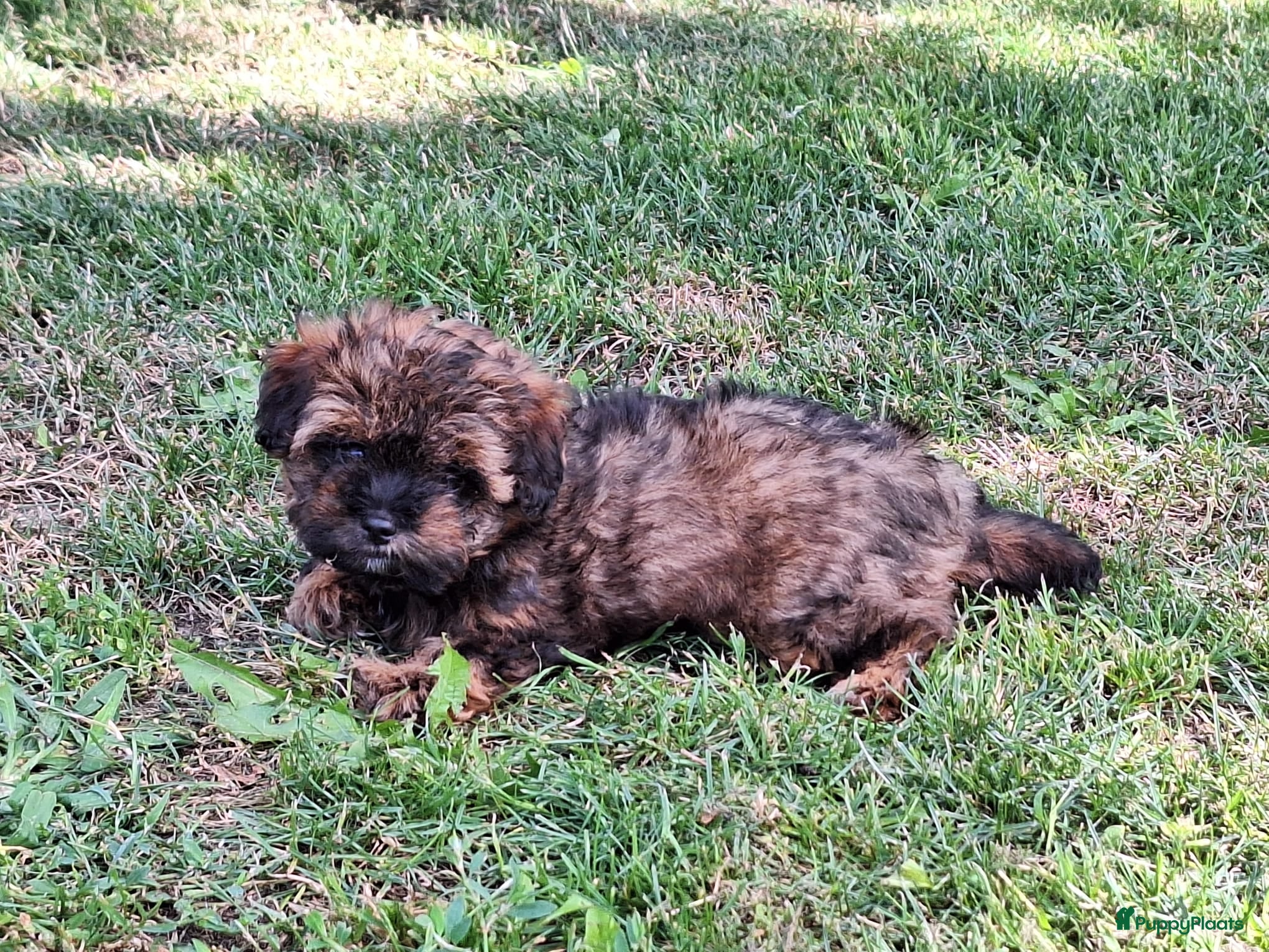 Kruising honden Mooie driekleuringe boompoo pups!🐾 - Advertentie 1