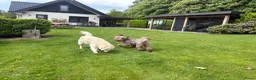 Kruising honden te koop: Australian Goldendoodle pups voor Autisme ADHD - Advertentie 8