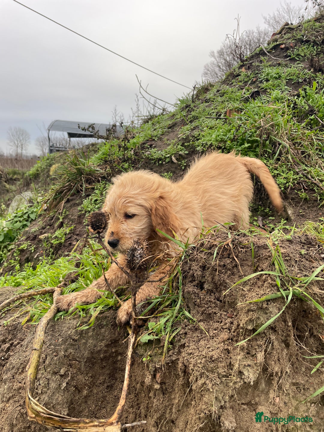 Kruising honden te koop: Mooie goldendoodle pups - Advertentie 7