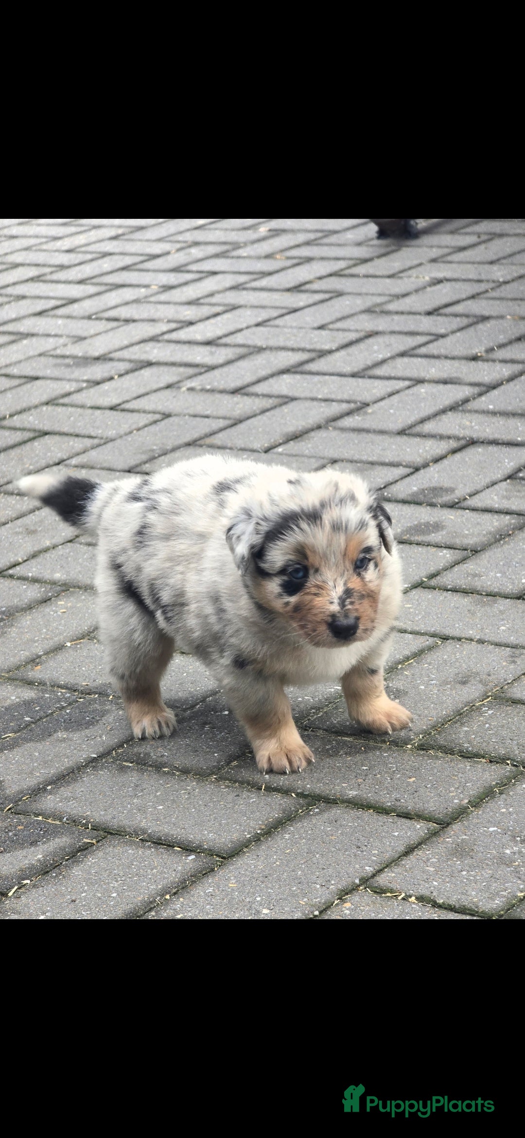 Australian Shepherd honden te koop: Mooie australian sherperd pups. - Advertentie 13