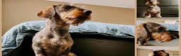 Ruwhaar Teckel honden te koop: Schattige Ruwharige Teckel pups (kaninchen/dwerg) - Advertentie 11