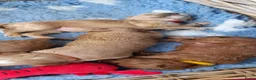 Australian Labradoodle honden te koop: Australian Labradoodle pups WALA stamboom  - Advertentie 20